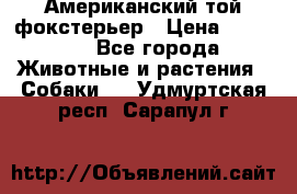 Американский той фокстерьер › Цена ­ 25 000 - Все города Животные и растения » Собаки   . Удмуртская респ.,Сарапул г.